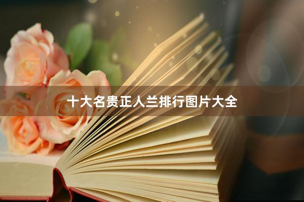十大名贵正人兰排行图片大全